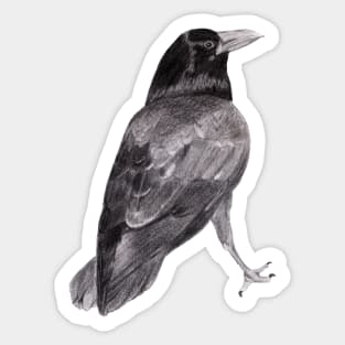 Will's Raven Sticker